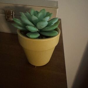 Yellow Planter with Green Succulent